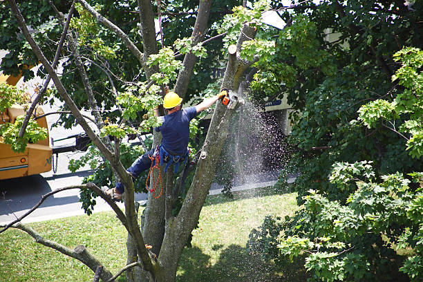 Best Seasonal Cleanup (Spring/Fall)  in Wallingford Center, CT