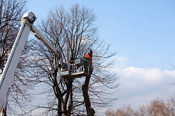 Trusted Wallingford Center, CT Tree Removal Services Experts